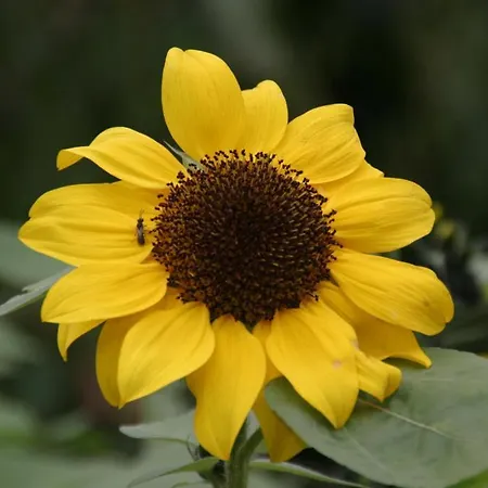 Appartement-reiteralm